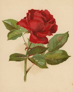Röd trädgårdsros (chromolitho)