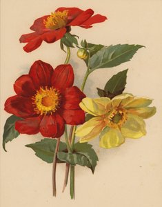 Singeldahlior (chromolitho)