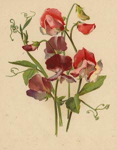 Söta ärtor (chromolitho)