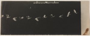 Kronofotografi av en flygande häger