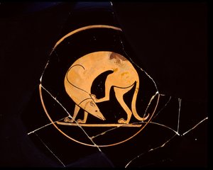 Attic rödfigurs kopp av hund som kliar sig i örat med ett bakben, inuti tondo, 500-talet f.Kr. av Euergides painter