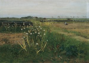 Blommande lökfält