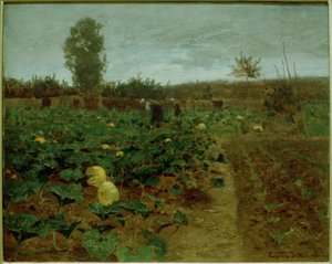 Pumpkin patch