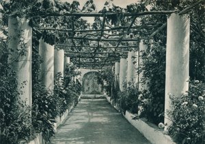 Pergola i en vingård, Capri, Italien, 1927 av Eugen Poppel