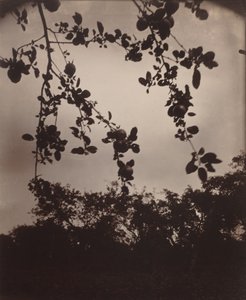Äppelgren, 1922/1923 (foto) av Eugène Atget