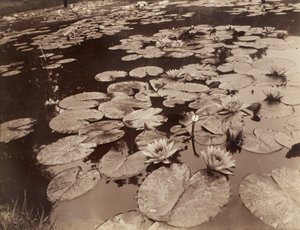 Näckrosor (Bagatelle) av Eugène Atget
