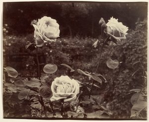  av Eugène Atget