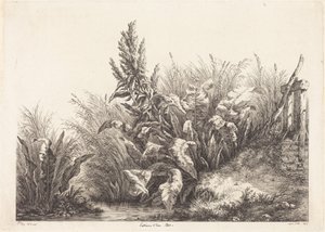 Vattenskräppa, studie av Eugene Bléry