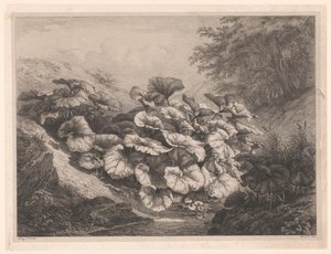 Groot hoefblad The Great Coltsfoots Vier grote plant soorten (serietitel) De fyra stora växterna (serietitel) av Eugene Bléry