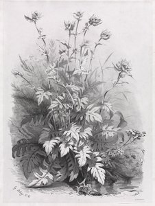 Grupper av olika växter ritade efter naturen: nr 7, 1848. av Eugene Bléry