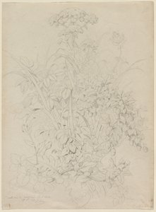 Plant Study, 1857. 