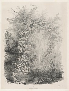 Växter och murgrön vid en ström, 18481849.