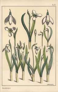 Botanisk illustration av en snödroppe, Galanthus nivalis av Eugene Grasset