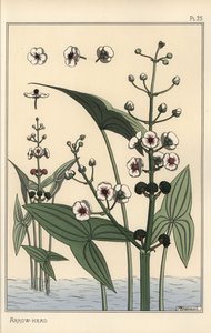Botanisk illustration av pilspetsen, Sagittaria sagittifolia av Eugene Grasset