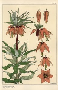 Botanisk illustration av den kejserliga kronans blomma, Fritillaria imperialis av Eugene Grasset