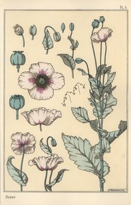 Botanisk illustration av vallmo, med blomdelar, opiumskida av Eugene Grasset