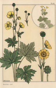 Butancup botanisk studie av Eugene Grasset