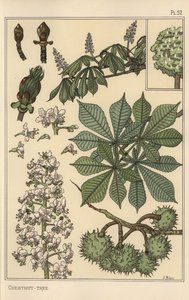 Botanisk studie av kastanjeträd av Eugene Grasset