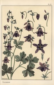 Akleja, Aquilegia vulgaris, blomdelar av Eugene Grasset