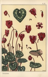 Cyclamen växt, med detaljer om blomman, blad, kronblad