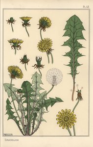 Maskros botanisk studie