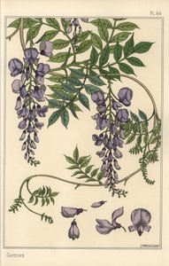 Glycin botanisk studie av Eugene Grasset