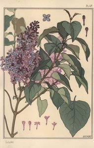 Lila botanisk studie. av Eugene Grasset