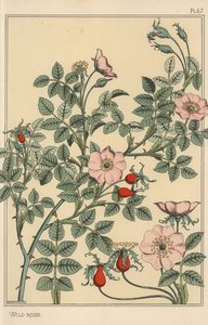 Vildros botanisk studie av Eugene Grasset