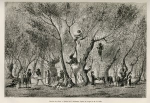 Samlingen av oliver i regionen Amphissa, teckning av E.Guillaume, för att illustrera historien om Henri Belle: Voyage en Greece av Eugene Guillaume