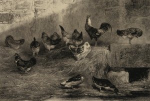 Kycklingar och ankor