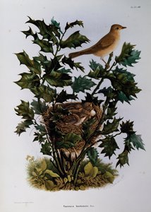 Trädgårdssångare (Sylvia hortensis), gravyr av Oscar Dressler, från Natural History of Birds that häckar i Lombardiet, av Eugenio Bettoni (1845-1898), Italien