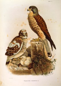 Illustration från Eugenio Bettonis "Natural History of Birds that Nest in Lombardy" som representerar familjen tinnunculus tinnunculus, av Oscar Dressler