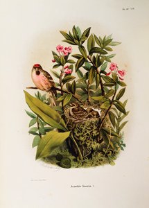 Illustration från Eugenio Bettonis "Natural History of Birds that Nest in Lombardy" som representerar familjen rödspove Carduelis flammea, av Oscar Dressler