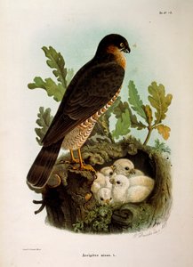 Illustration från Eugenio Bettonis "Natural History of Birds that Nest in Lombardy" föreställande sparvhök Accipiter nisus, av Oscar Dressler.