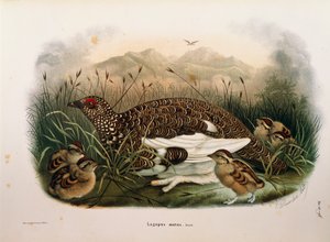 Illustration från Eugenio Bettonis "Natural History of Birds that Nest in Lombardy" som representerar klippripan Lagopus muta, av Oscar Dressler