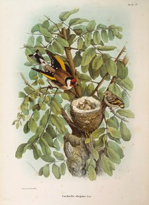 Illustration från Eugenio Bettonis "Natural History of Birds that Nest in Lombardy" som representerar den europeiska Goldfinch Carduelis carduelis familjen, av Oscar Dressler