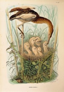 Illustration från Eugenio Bettonis "Natural History of Birds that Nest in Lombardy" som representerar Little Bittern Ixobrychus minutus, av Oscar Dressler