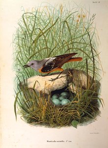 Illustration från Eugenio Bettonis "Natural History of Birds that Nest in Lombardy" som representerar Rock Thrush Monticola saxatilis hona efter bo, av Oscar Dressler av Eugenio Bettoni, Oscar Dressler