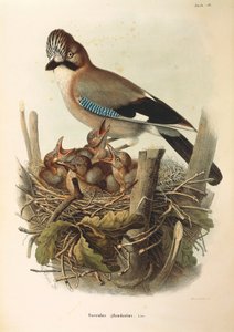 Illustration från Eugenio Bettonis "Natural History of Birds that Nest in Lombardy" som representerar den eurasiske Jay Garrulus glandarius, av Oscar Dressler