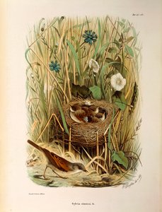 Illustration från Eugenio Bettonis "Natural History of Birds that Nest in Lombardy" som representerar Whitethroat Sylvia communis eller cinerea, av Oscar Dressler