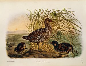 Illustration från Eugenio Bettonis "Natural History of Birds that Nest in Lombardy" som representerar Spotted Crake Porzana porzana, av Oscar Dressler av Eugenio Bettoni, Oscar Dressler