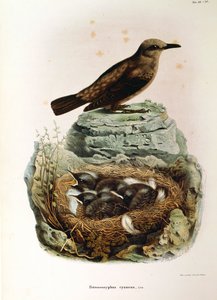 Illustration från Eugenio Bettonis "Natural History of Birds that Nest in Lombardy" som representerar Blue Rock Thrush Monticola solitarius, av Oscar Dressler