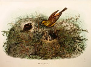 Illustration från Eugenio Bettonis "Natural History of Birds that Nest in Lombardy" representerande Yellowhammer Emberiza citrinella, av Oscar Dressler