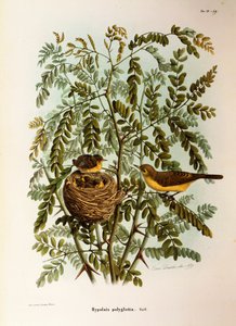 Illustration från Eugenio Bettonis "Natural History of Birds that Nest in Lombardy" som representerar Melodious Warbler Hippolais polyglotta, av Oscar Dressler