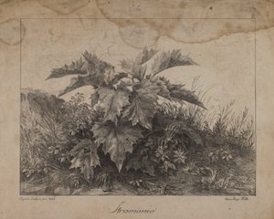 Stramonium av Eugenio Landesio