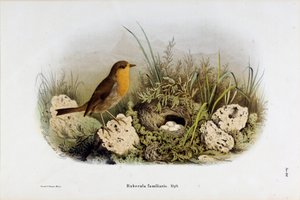 Representation av Red Gorge (Rubecula familiaris) (Kromolitografi