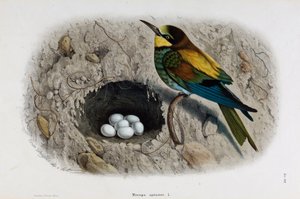 Representation av den europeiska biätaren eller Merops apiaster (kromolitografi