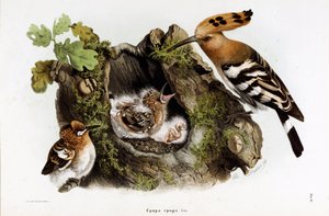 Representation av Huppe fasciee (Upupa epops) (Hoopoe) (kromolitografi