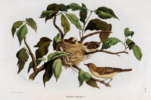 Representation av fågeln Hipolais salicaria sångare (Chromolithography