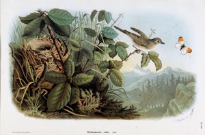 Representation av kycklingens hastighet (Phyllopneuste rufa) (Chiffchaff) (Kromolitografi